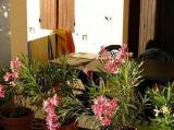 Gîte à ECCICA SUARELLA, 5 personnes, 60m² (Mer et Océan - Corse du Sud)
